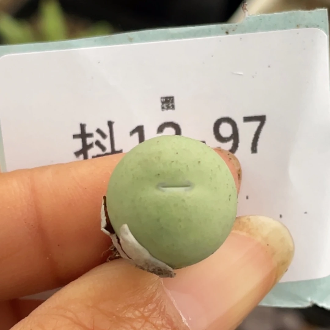 12-97鸽子蛋多肉植物