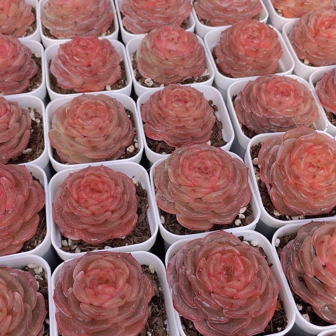 量拍42号 糖心秋海棠单头一个