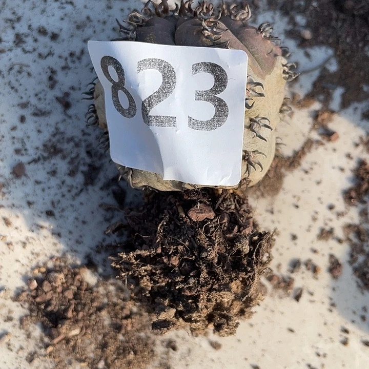 823号开播福利 自根猫爪单头 根细很好