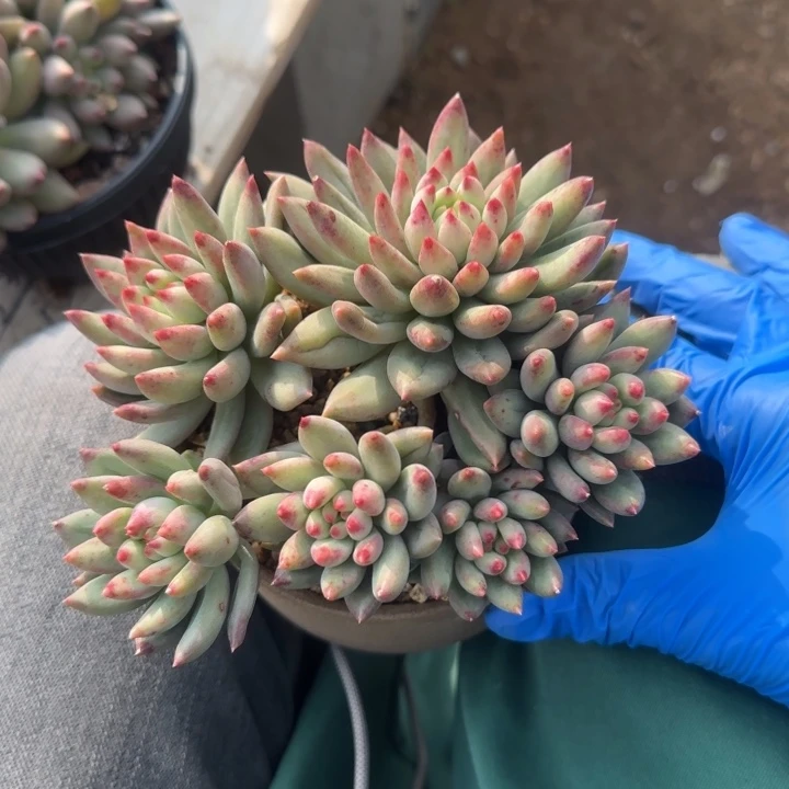 绿体虞美人群生五十包邮老桩