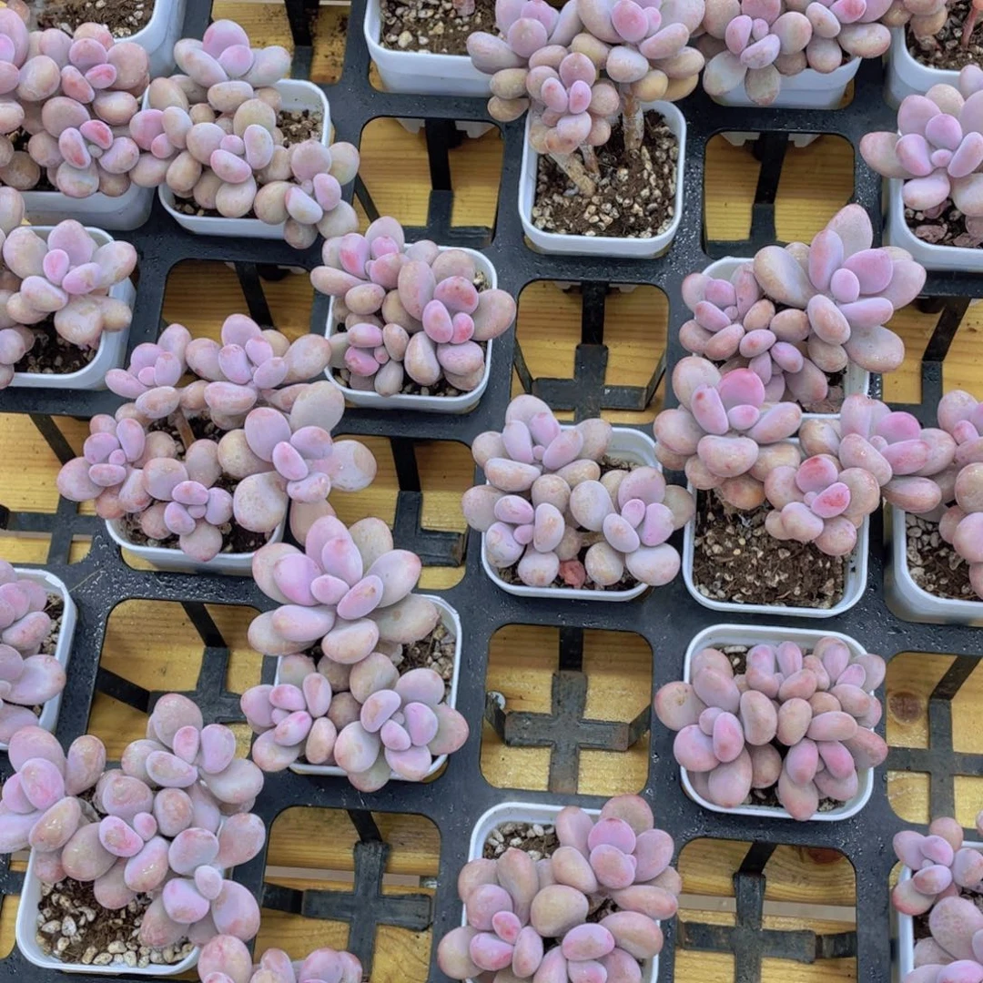 270号 丸叶水光针粉桃蛋群生一个