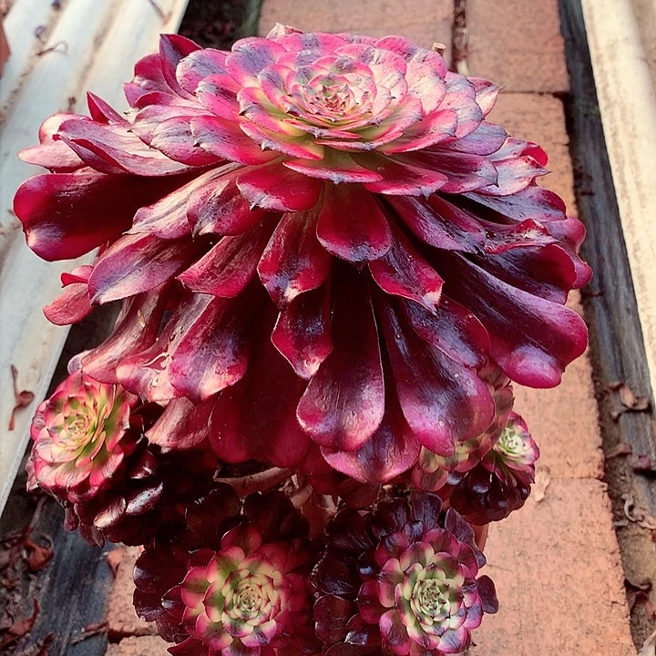 美姬精控啊啊啊啊啊