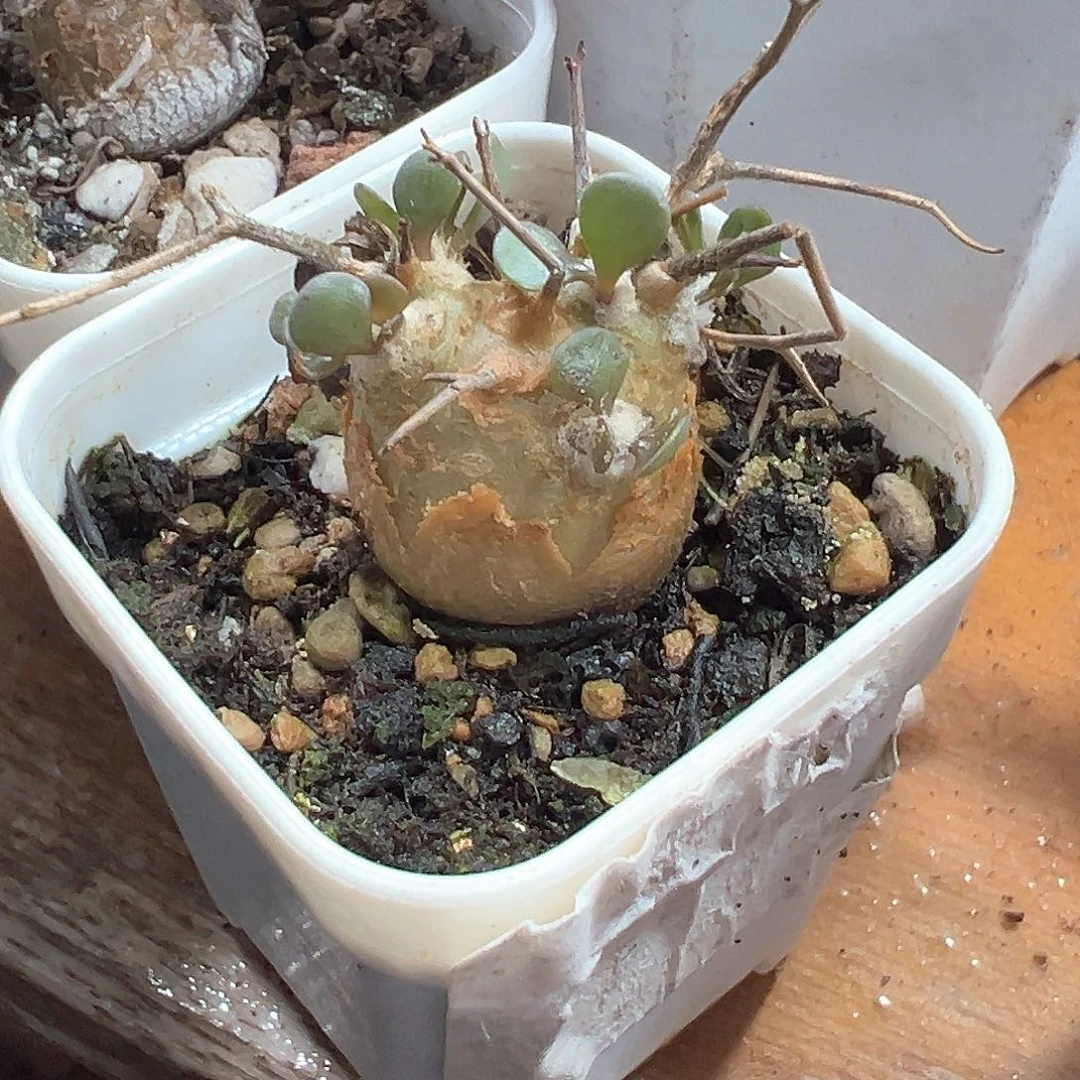 黒傀殿 小方花圃一单包邮非偏远