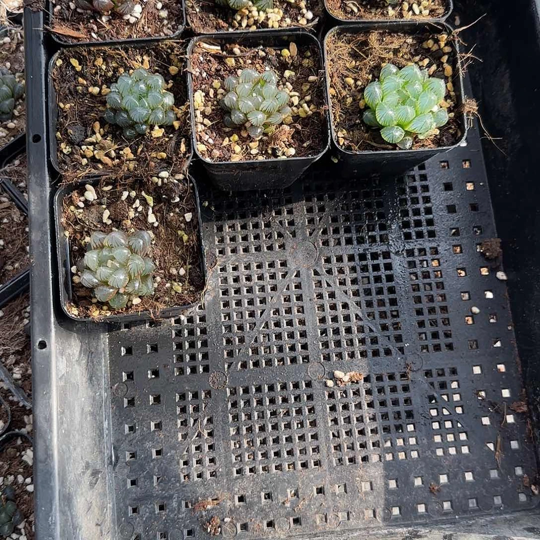 直播福利一物一拍14