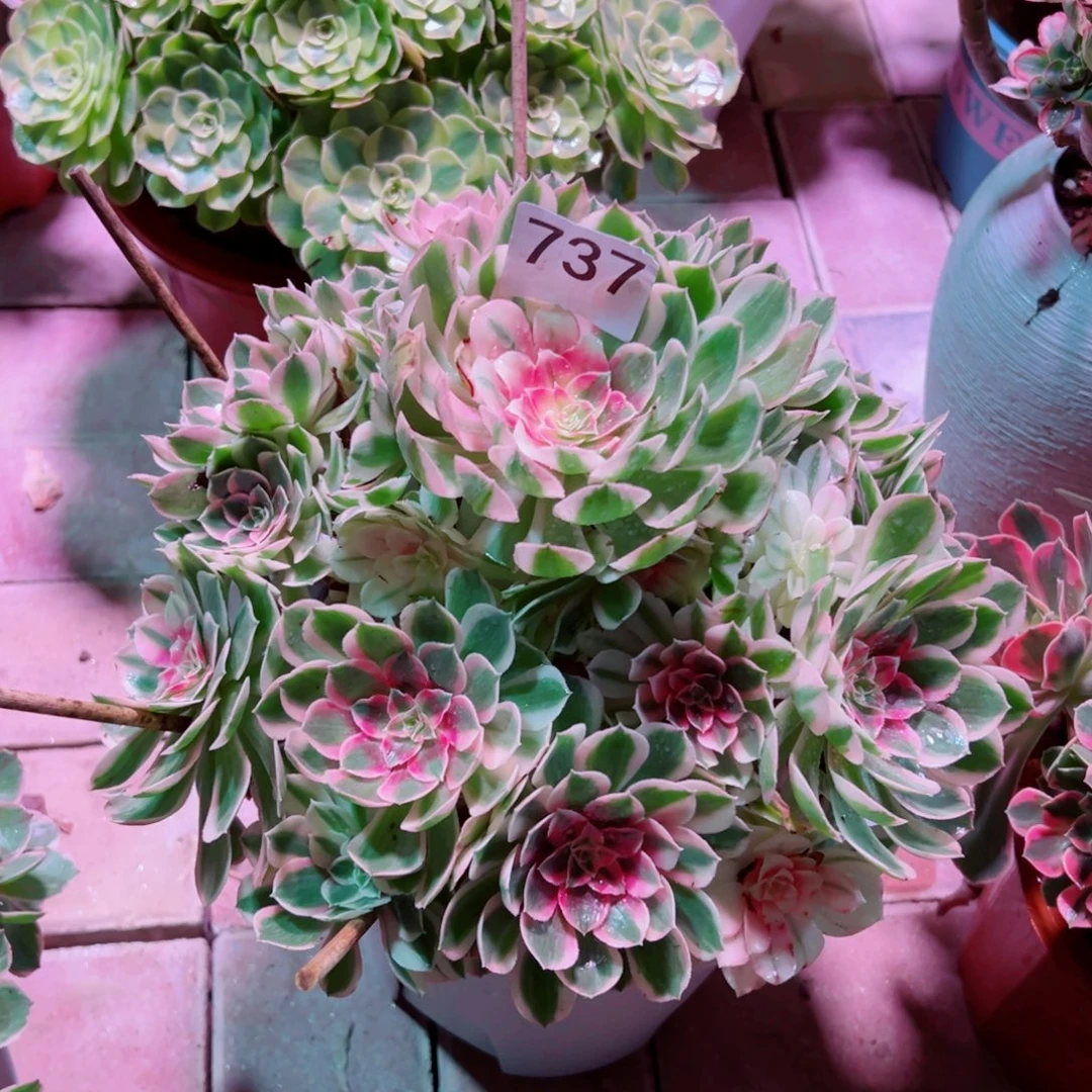 737倾城变异法师多肉植物