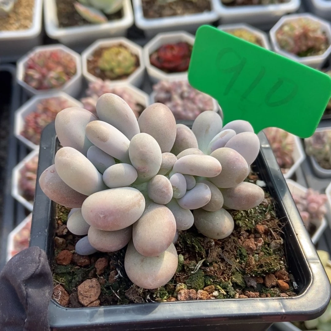 910鸡蛋美人多肉植物保护