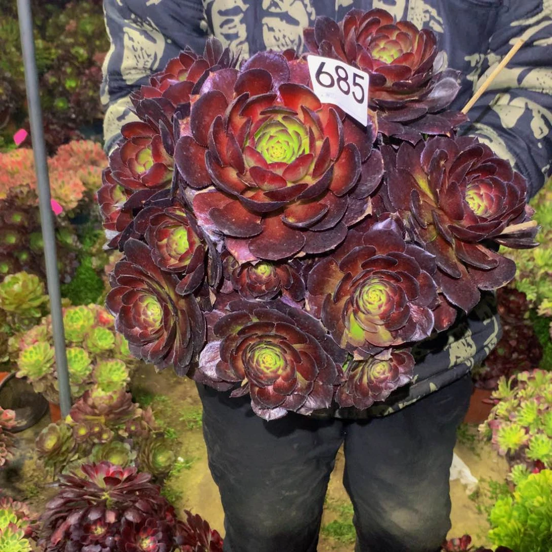 法师多肉植物685