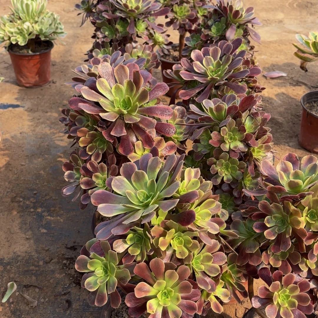 欧嘉莉手捧12.8多肉植物