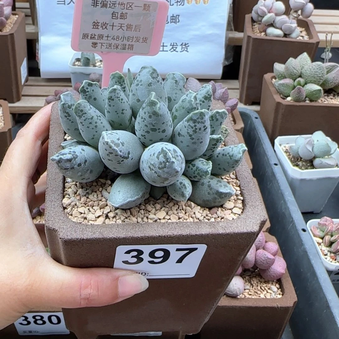 397白肌海报多肉植物