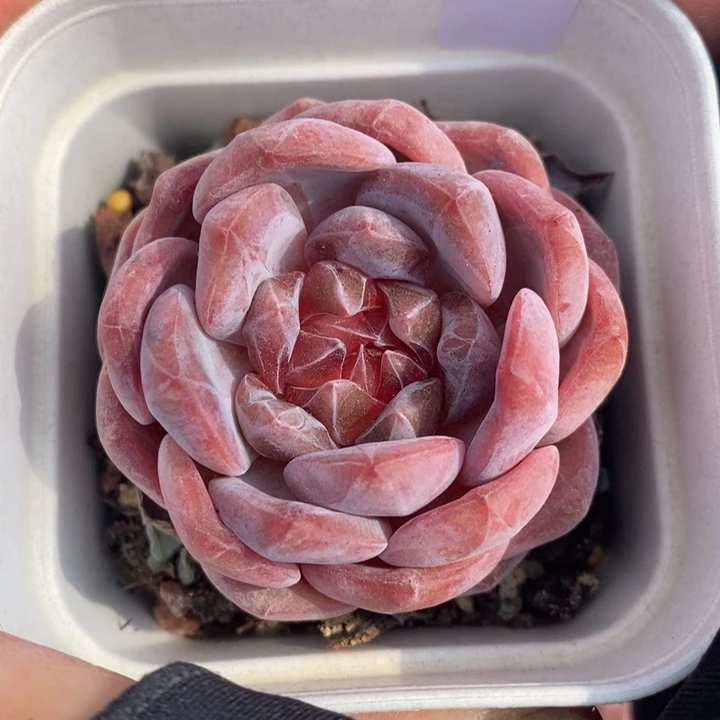 1207-572粉魄多肉