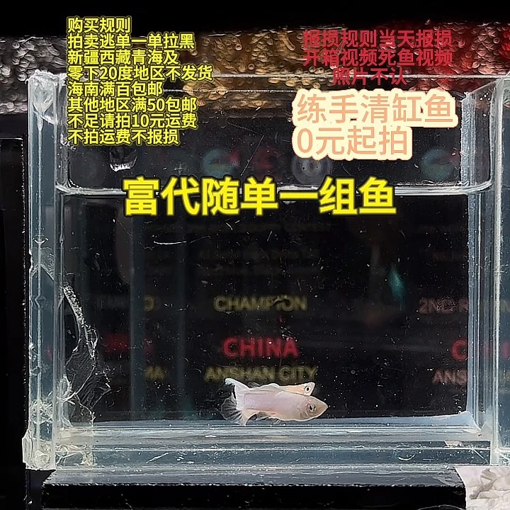孔雀鱼斯里兰卡矛球