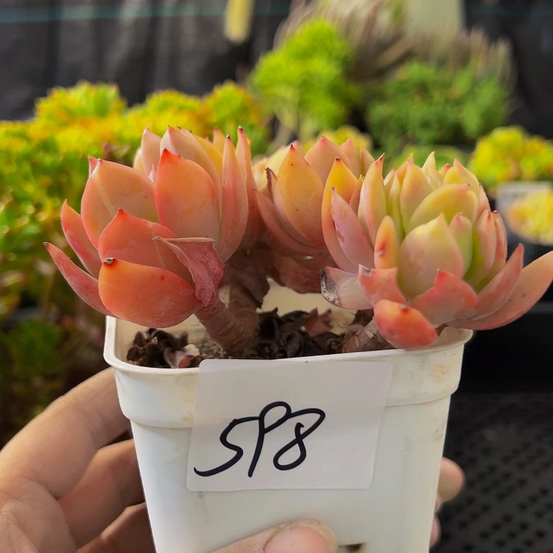 598，红孔雀，带盆带土发货