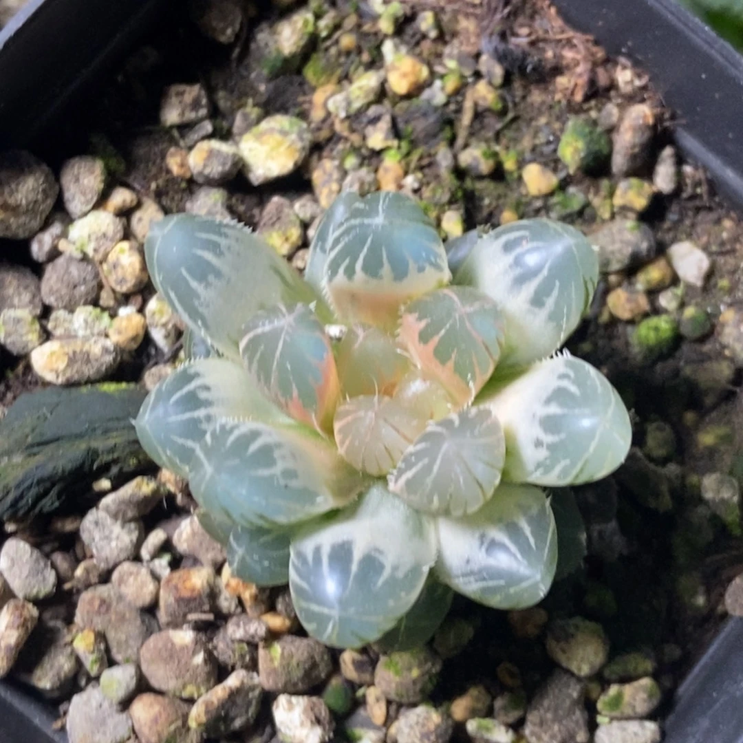 白糊斑霓虹灯玉露锦一物一拍