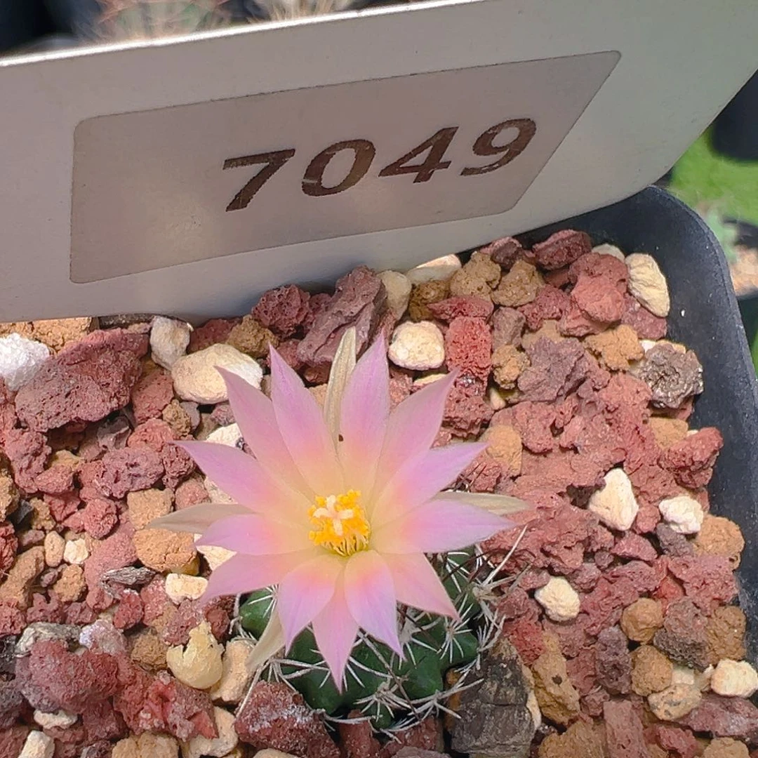 7049娇丽实生裸根发