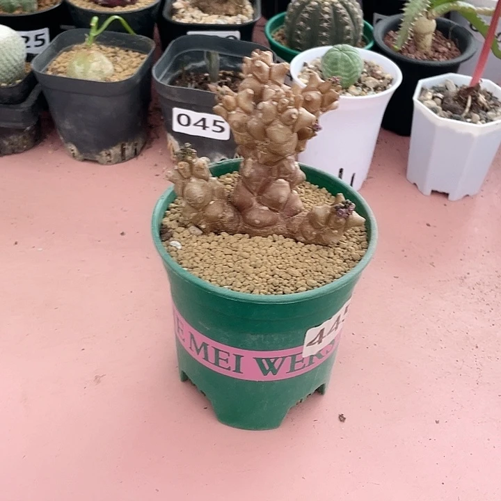445蛮鬼塔厚墩菊块根