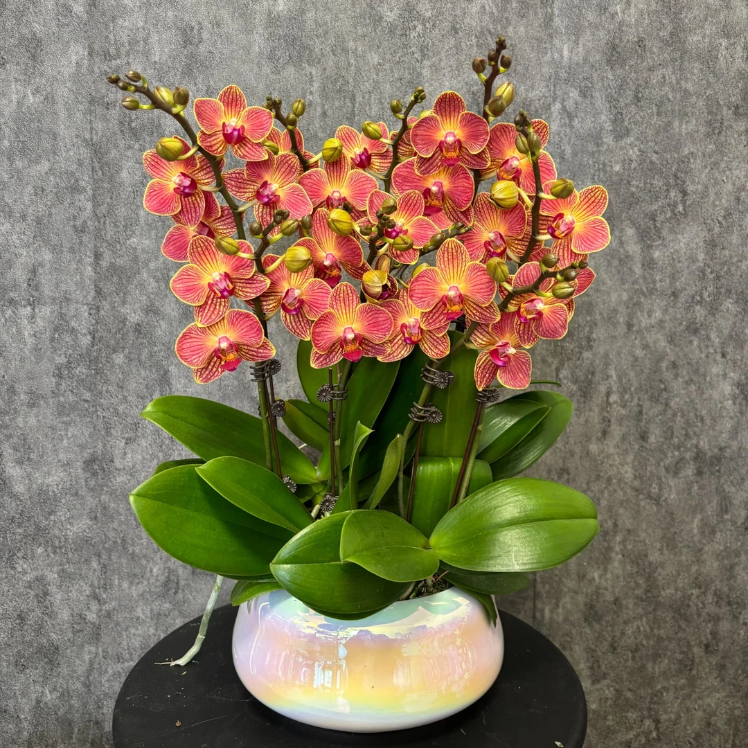 【金元宝-蝴蝶兰】高端鲜花 定制款 易养花期长 送礼 家居摆件