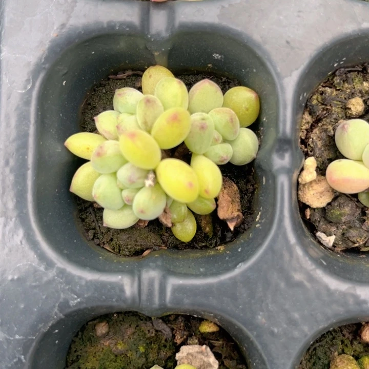 绿豆奶群随机发满18包邮