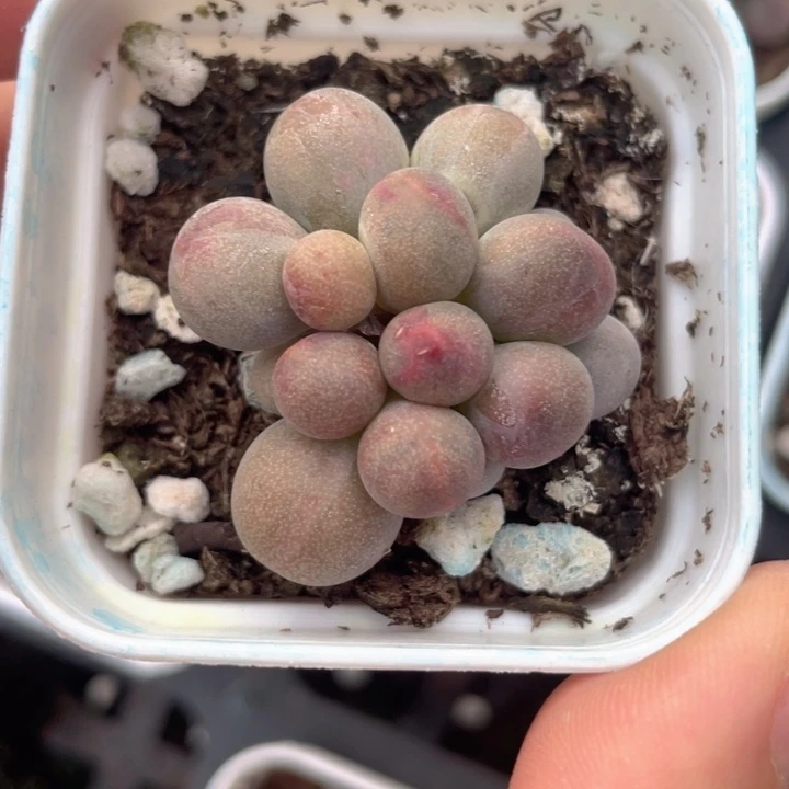 糖果奶裙一物一拍满18包邮
