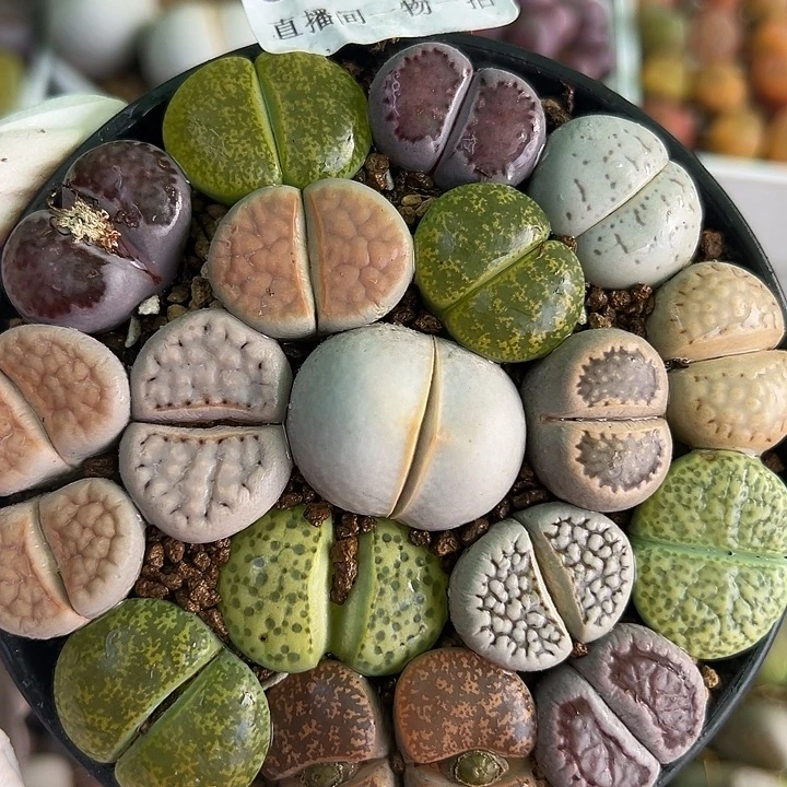 8807 好养易活生石花大母本9cm盆