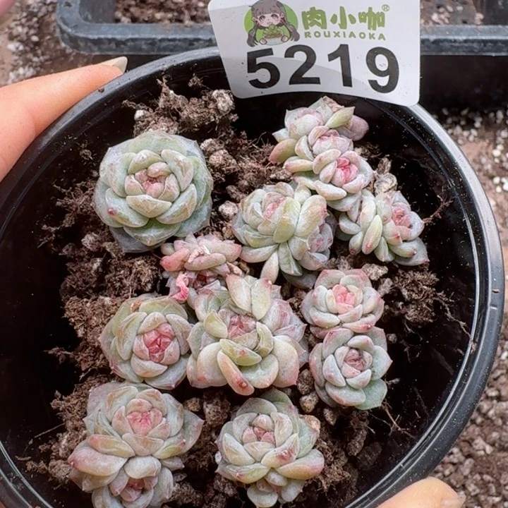 多肉植物多肉植物