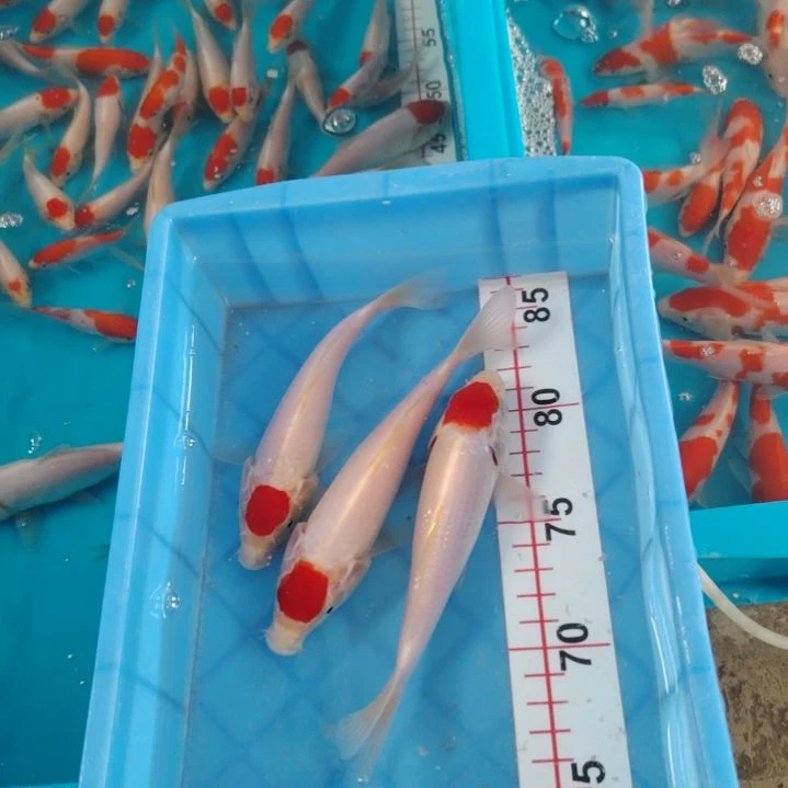 海水顺丰包邮开箱包活1