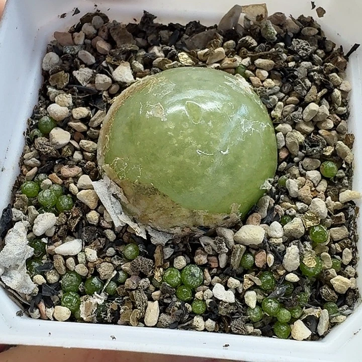 老马生石花3.4灯泡母本2138