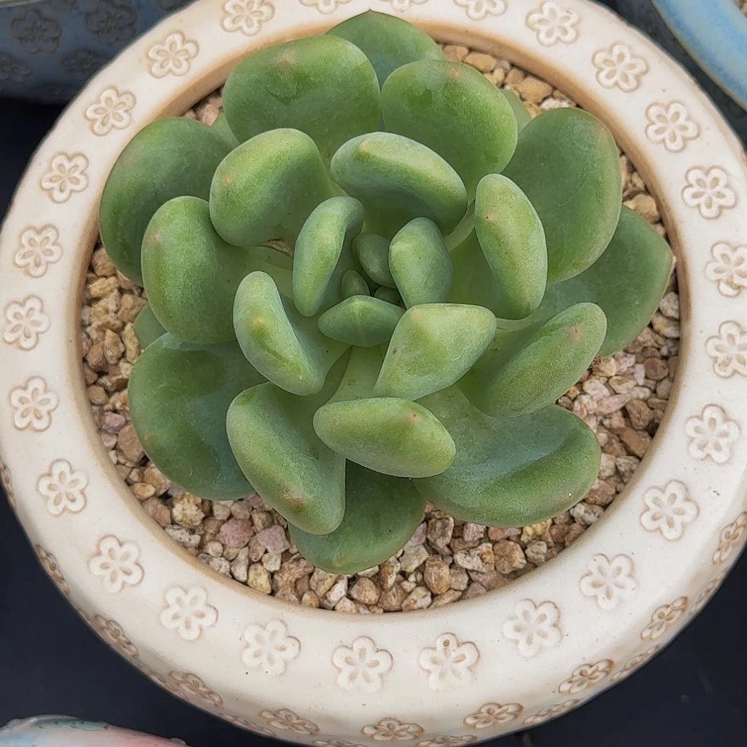 X系列 美人 新品 一物一拍