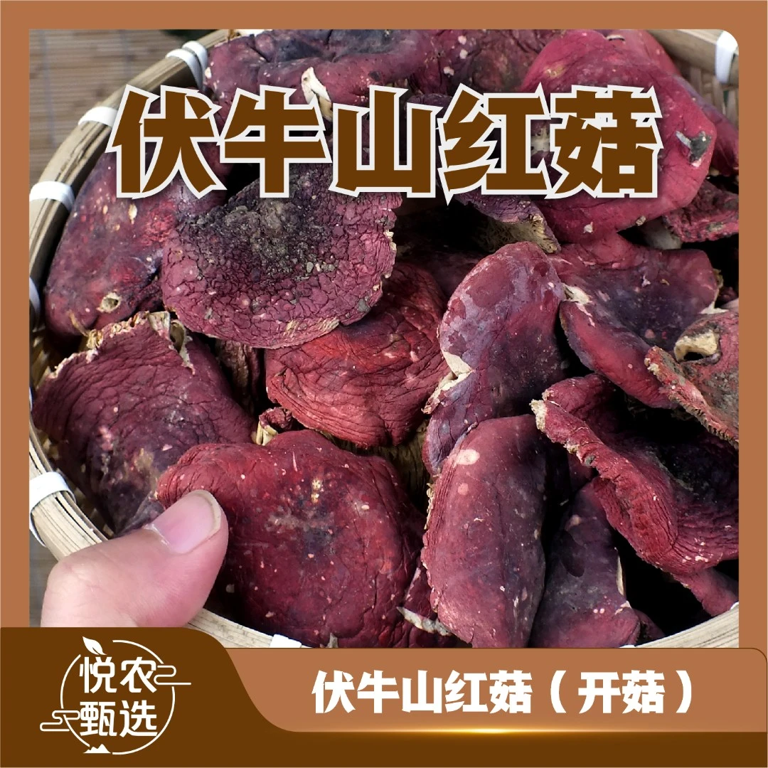 【开菇中片】2025当季河南红菇煲汤营养干货特产天然浓郁鲜美红蘑菇