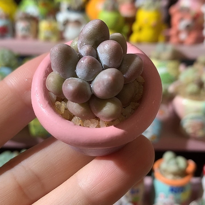 福利带盆带肉发货 满100包邮