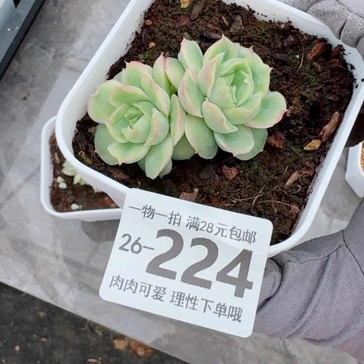 变***易水晶虾饺无盆土发货多