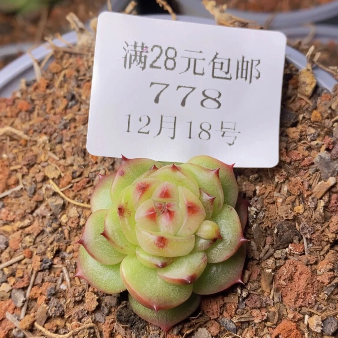 把自己照顾得很好778