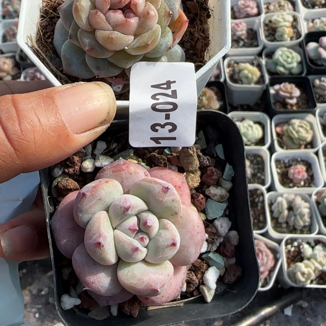 t***~小卡拉米糖心一物一拍