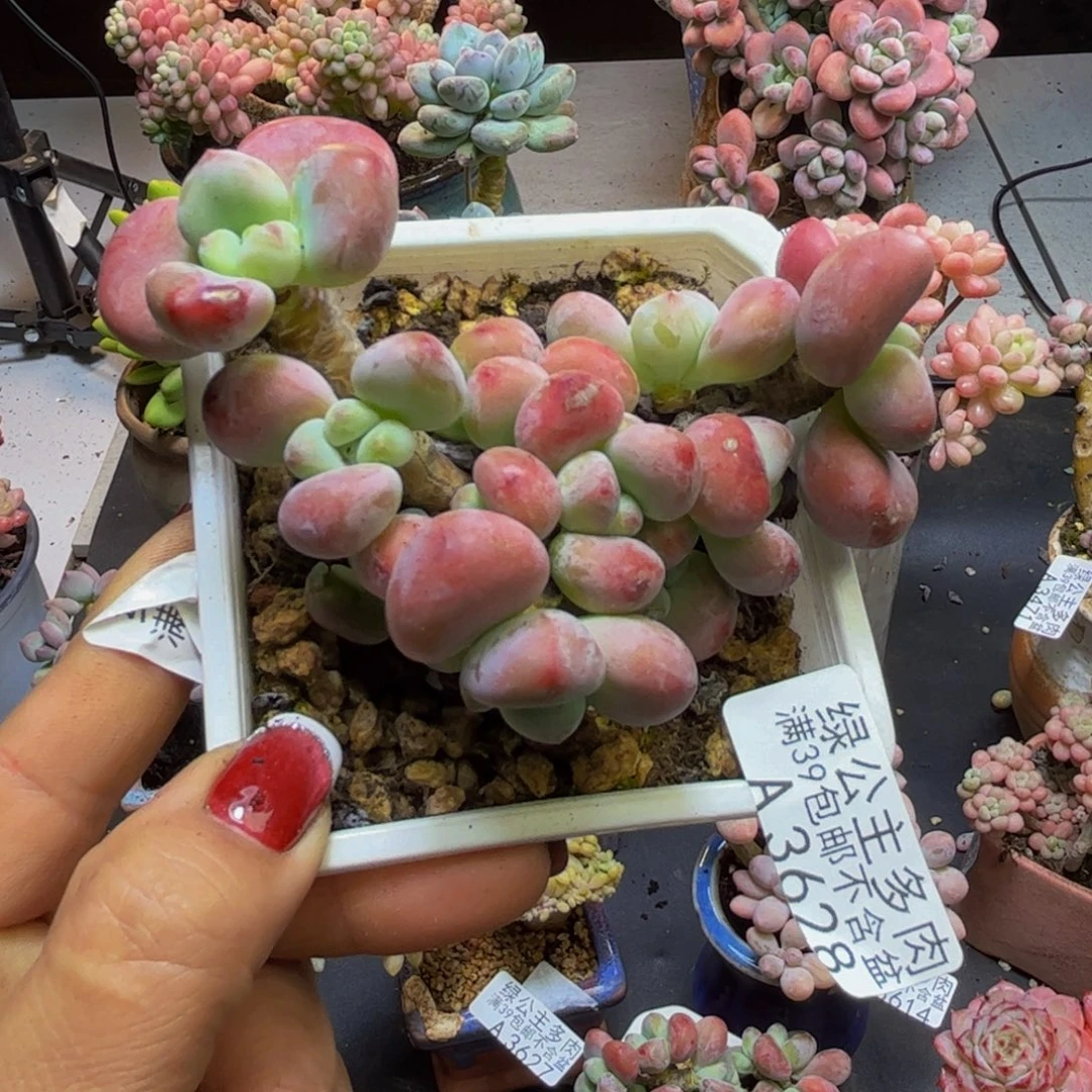 红洛神3628/9cm多肉