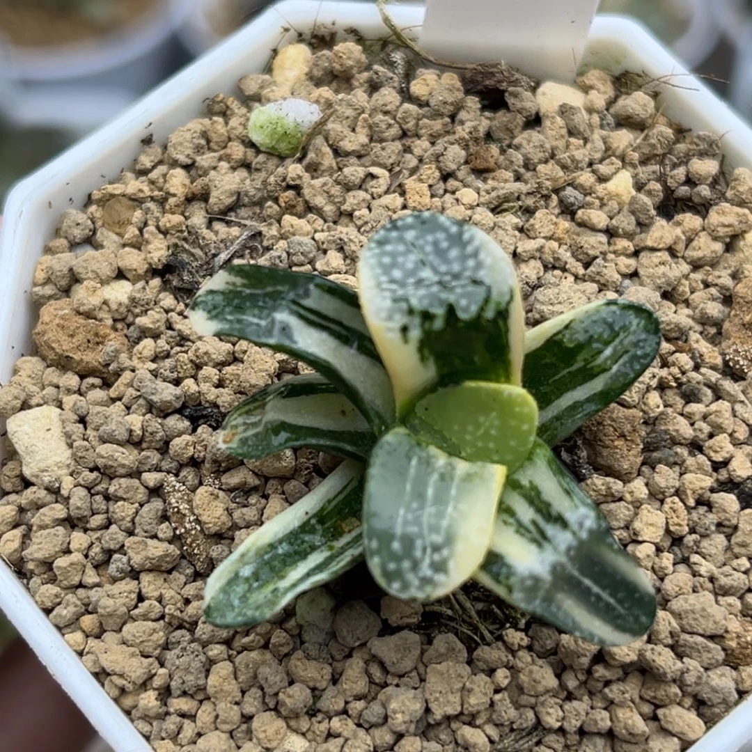 32点点寿锦福利专场