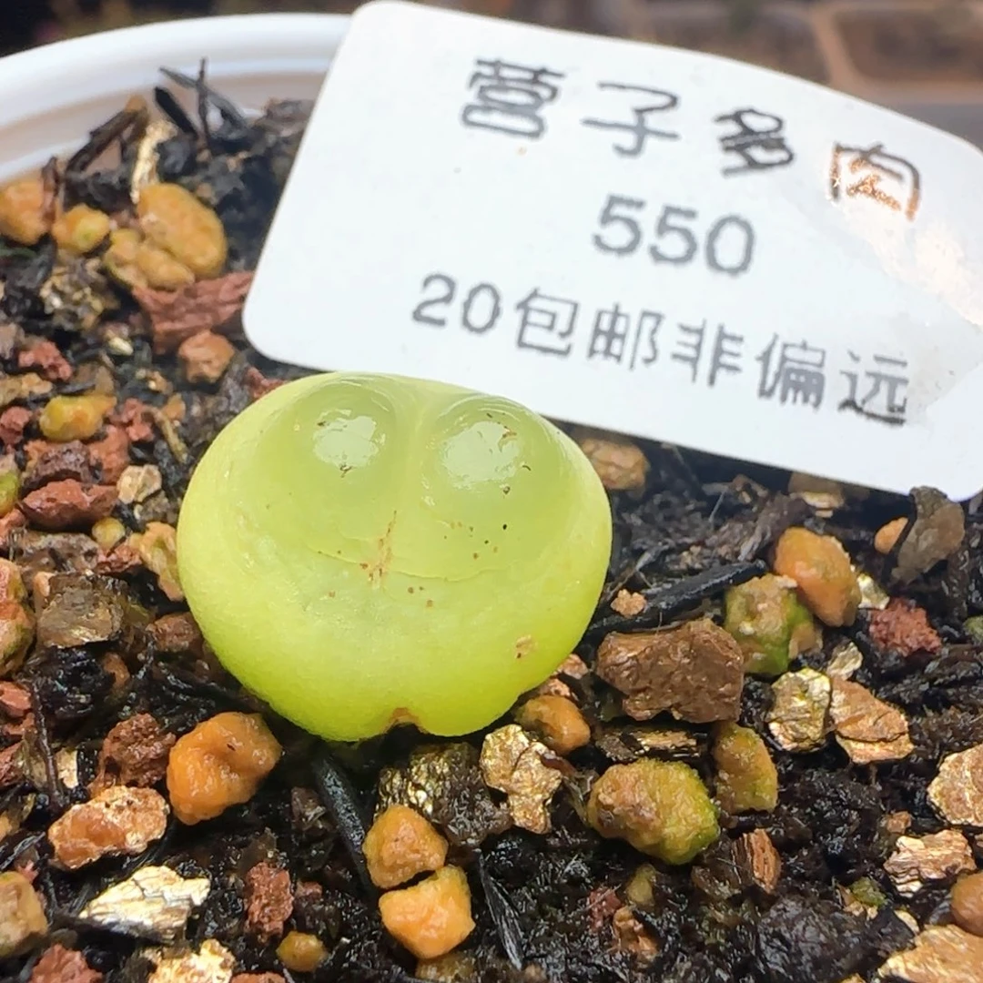 拉登带盆土。