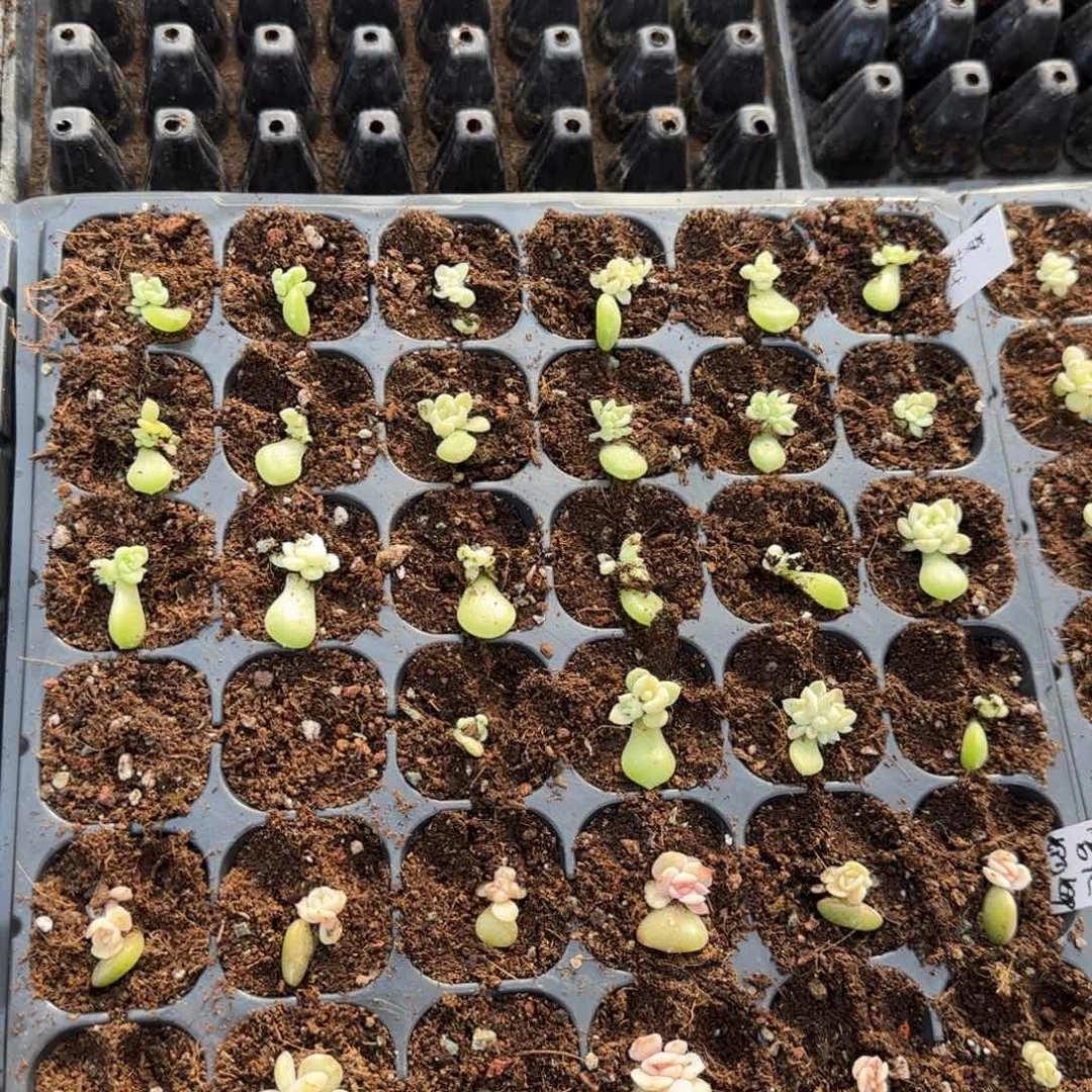 黄心财富穴一个满25包邮