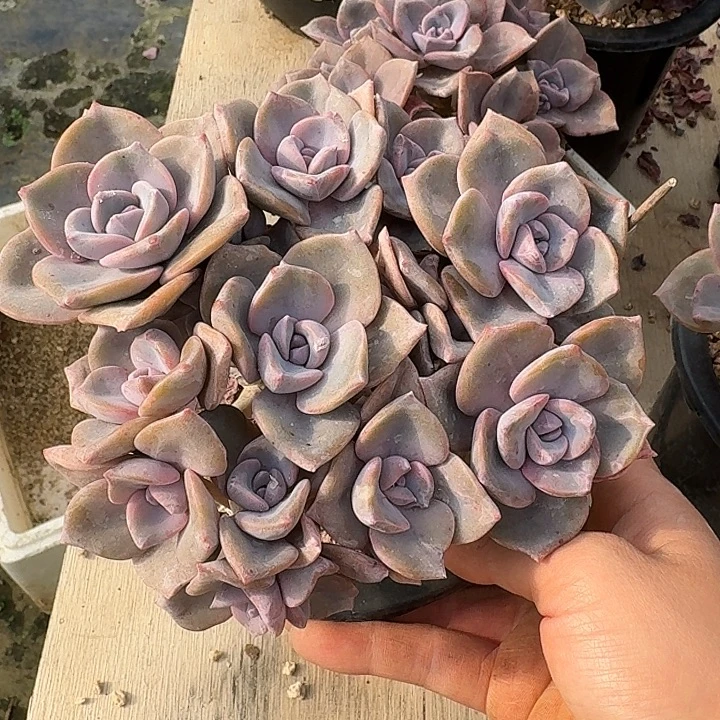 彩虹糖多肉植物的生长