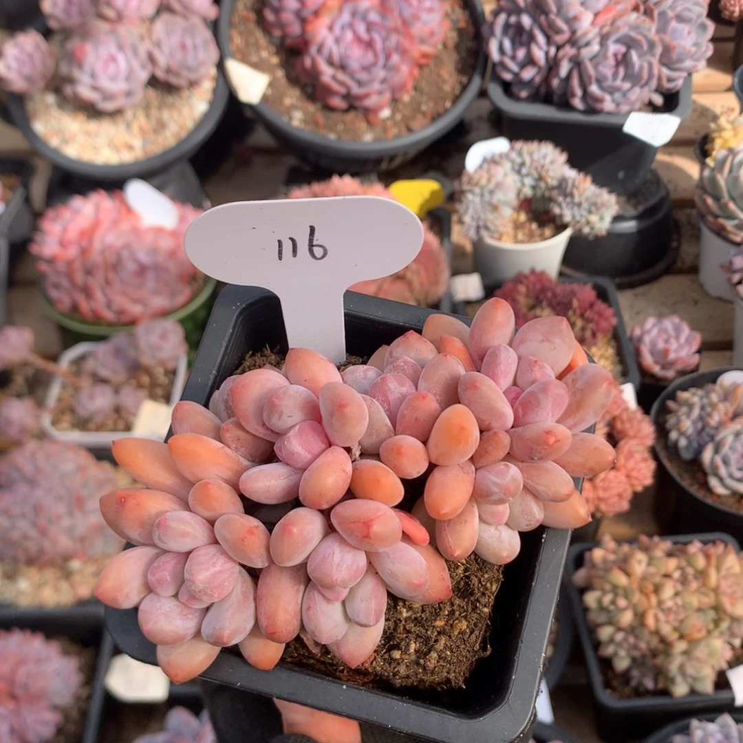 11厘米七头香水 老桩 116