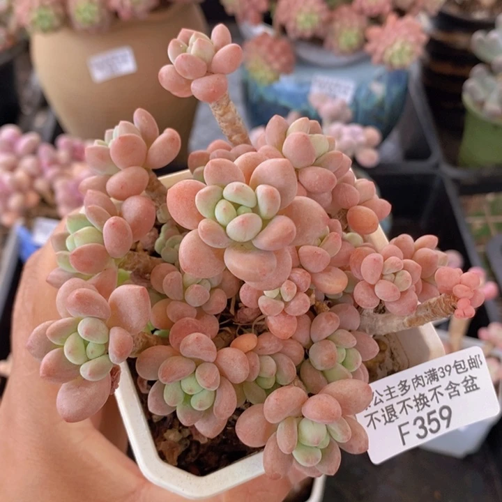 鱼子酱老桩10cm359多肉