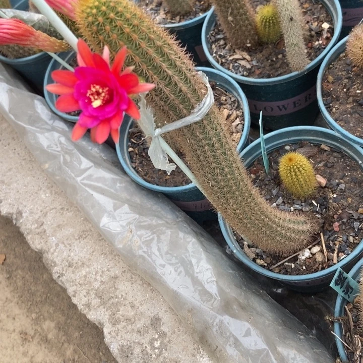 紫水晶一棵一个侧芽紫色花