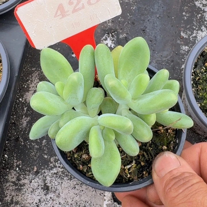 芒果奶428多肉植物一物一拍