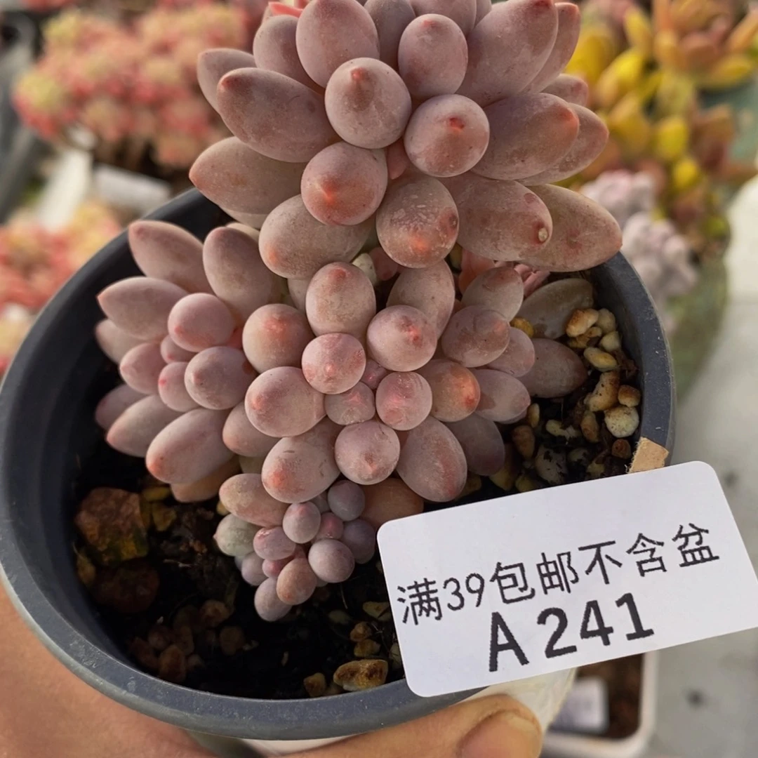 手指奶6cm241多肉植物