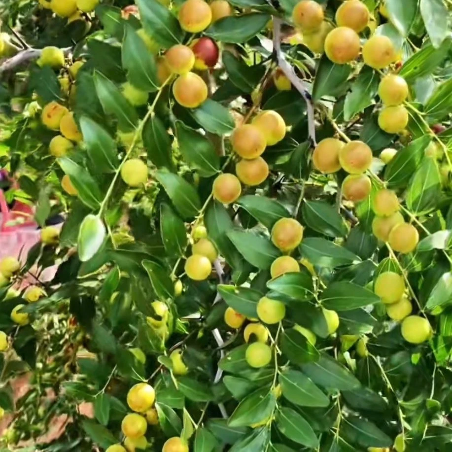 山西晋酸三号双仁酸枣树苗南北方栽种荒山坡地种植