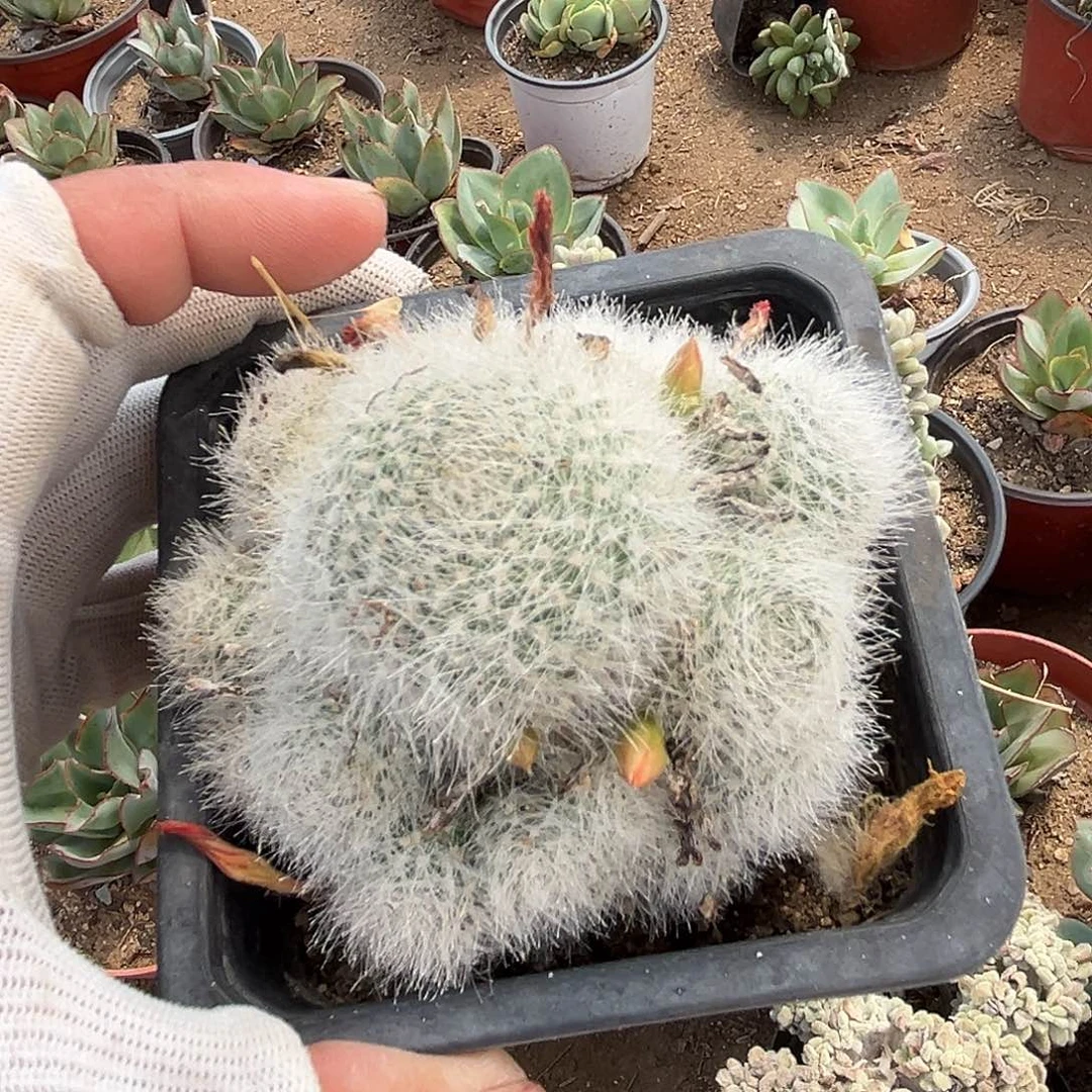 多肉植物雪丽山开花