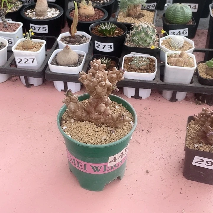 445大蛮鬼塔厚墩菊