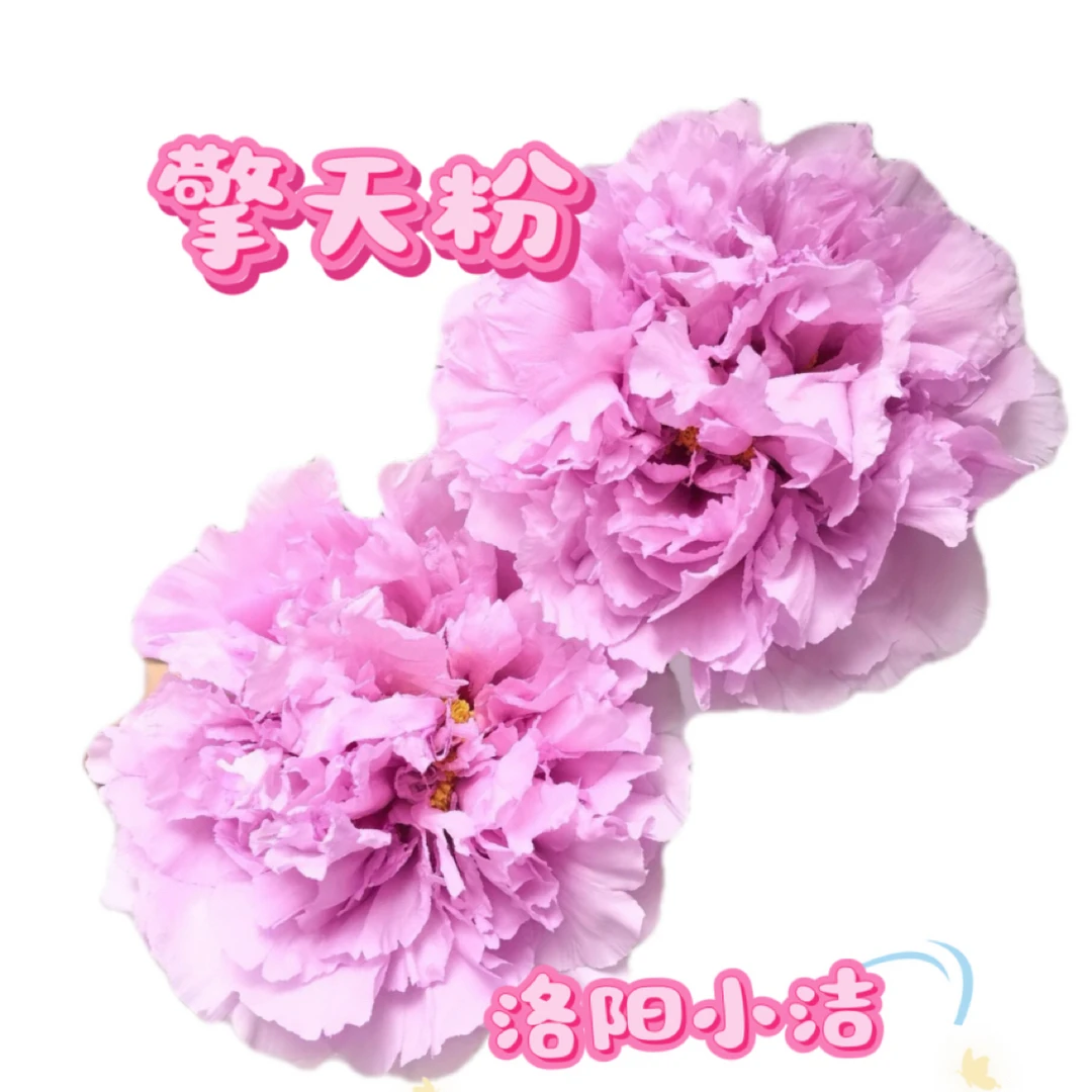 【擎天粉】粉色系重瓣观赏芍药花苗洛阳基地现挖现发