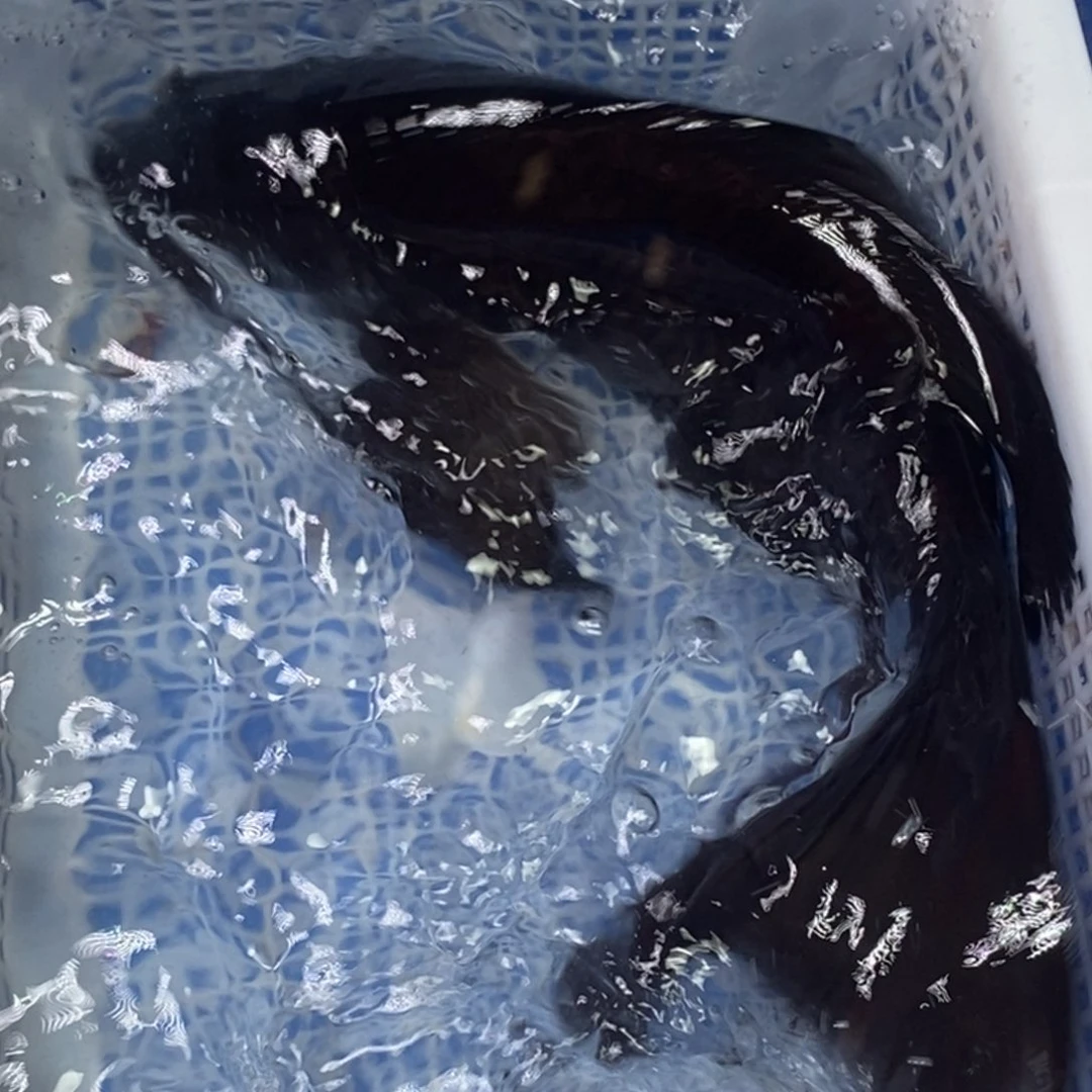 锦鲤冷水锦鲤包邮