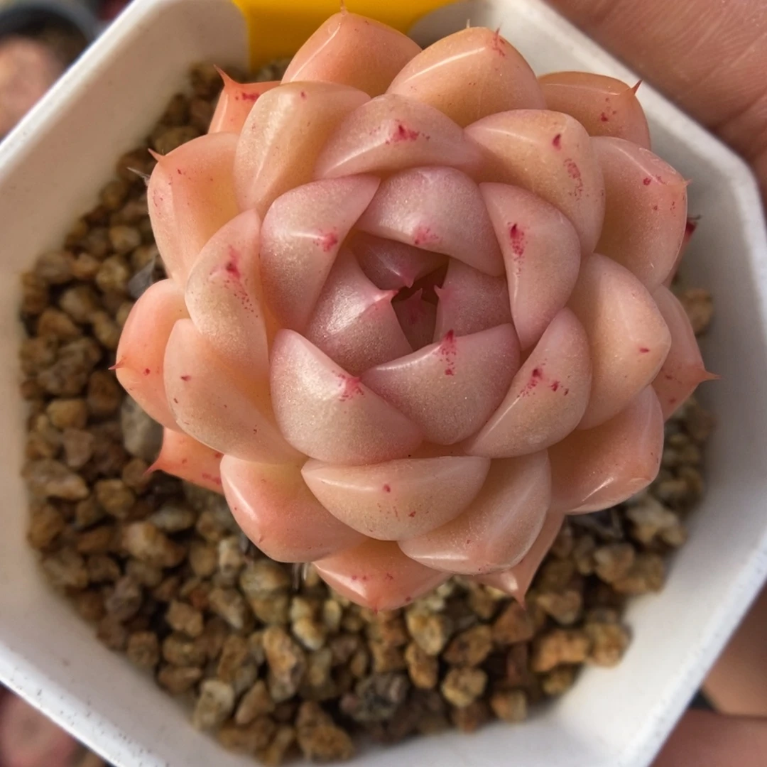 S***3麦秆4422号。