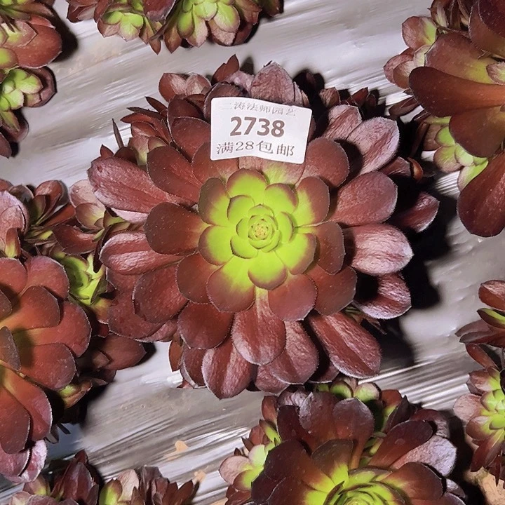 2738黑美人多肉植物2号