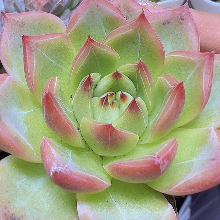 白龙19包邮多肉植物